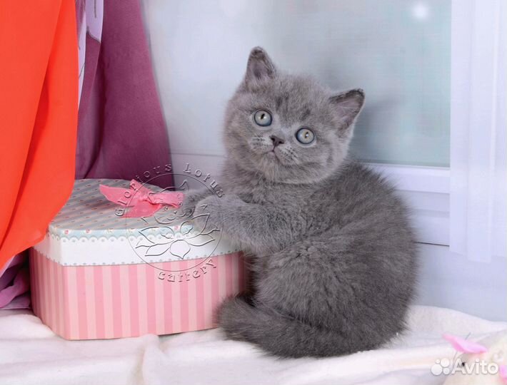 Британские котята