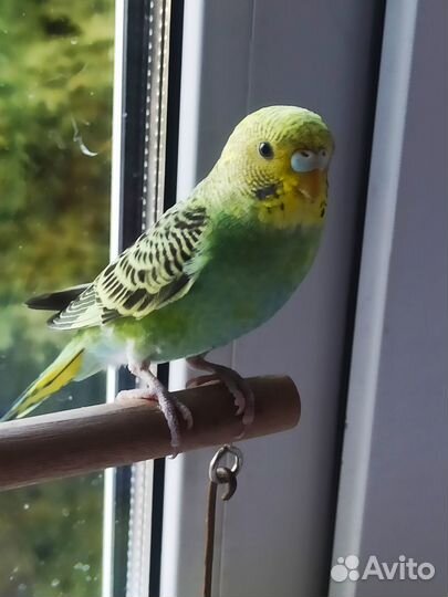 Птенцы волнистых попугайчиков