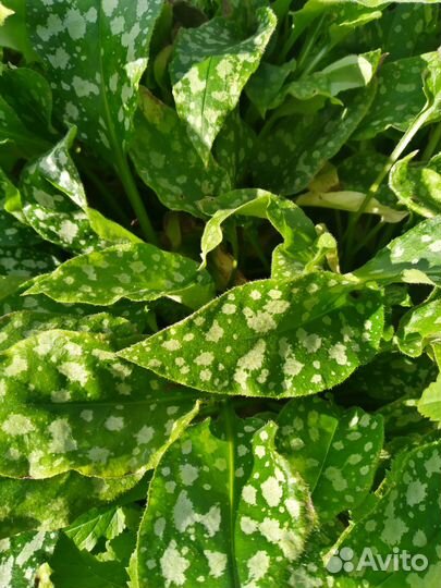 Растения для сада. г. Пушкин