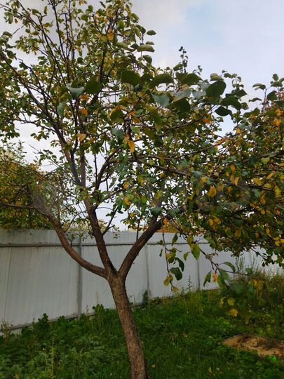 Дом 100 м² на участке 10 сот.