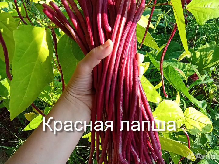 Вигна китайская 