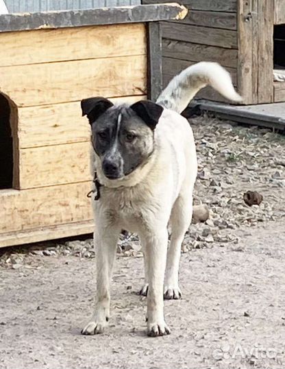 Лайка в добрые руки