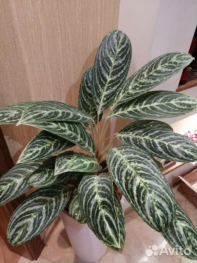 Аглаонема Грин сан