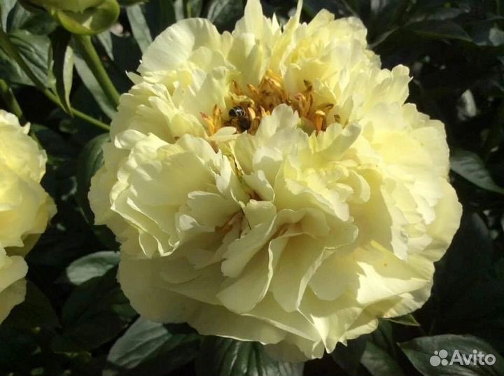 Пионы саженцы