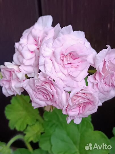 Цветы разные(часть 5)