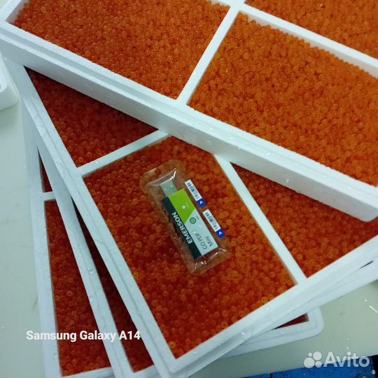 Икра форели оплодотворенная