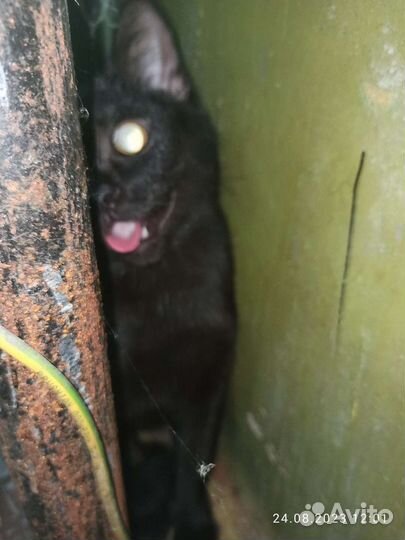 Найдена домашняя кошка