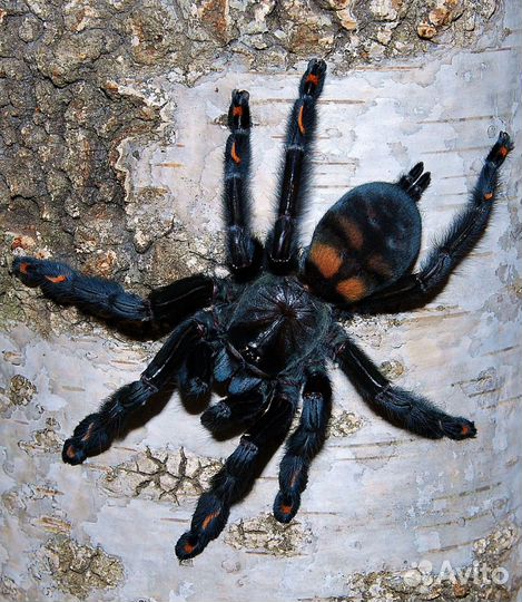 Паук птицеед Theraphosa blondi