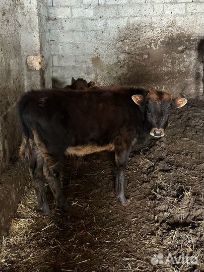 Бычки и Телка на мясо