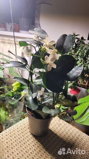 Стефанотис