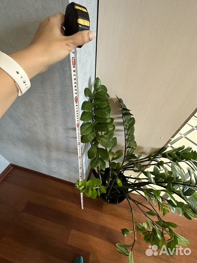 Замиокулькас