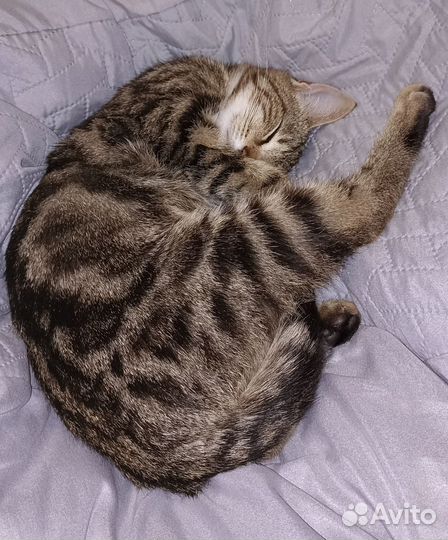 Котёнок мальчик в добрые руки