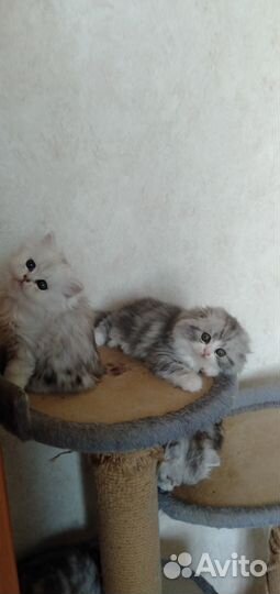 Шотландские котята