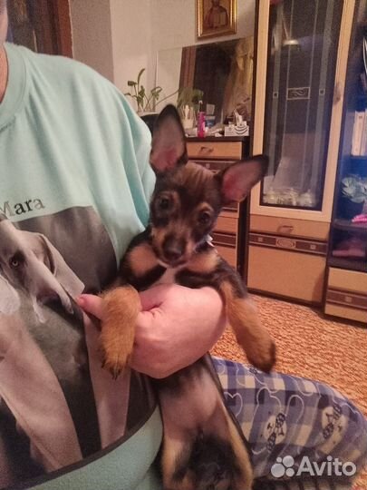 Щенок