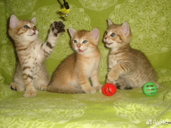 Золотые шиншиллы мальчики