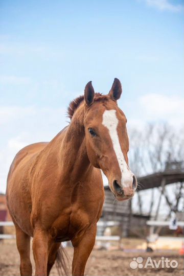 Лошадь в аренду