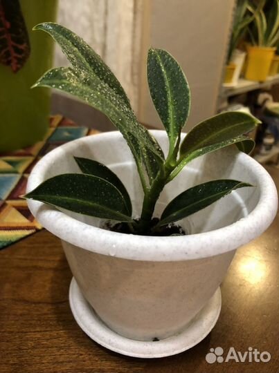 Комнатные цветы