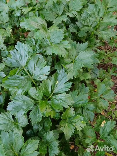 Сельдерей зелень