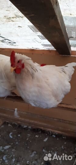 Молодые петухи