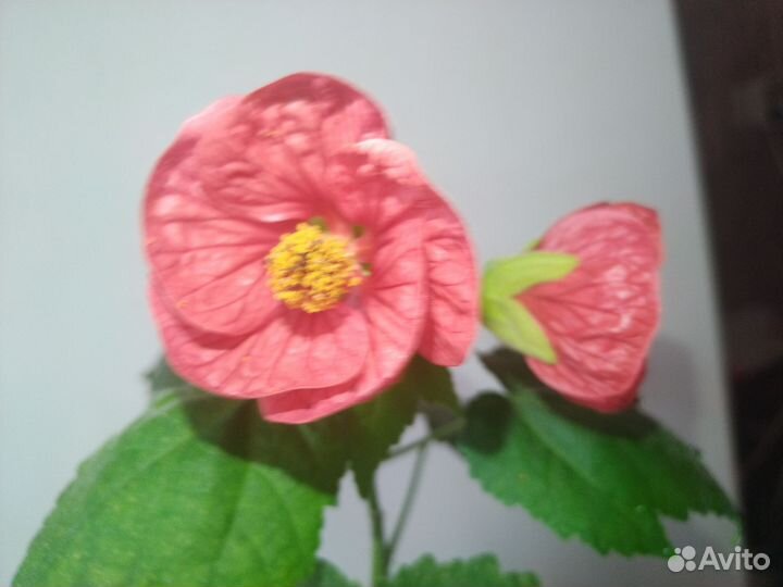 Абутилон комнатный клён, цветущий