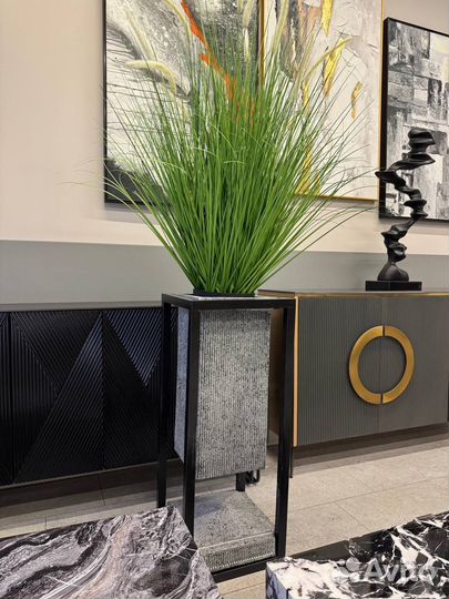 Растение интерьерное