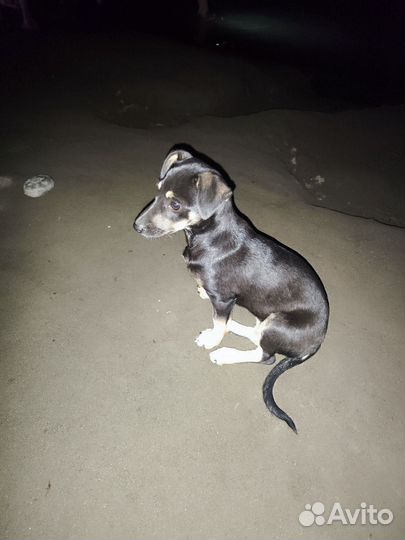 Отдам в добрые руки