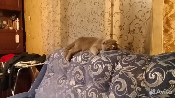 Шотландский кот вязка