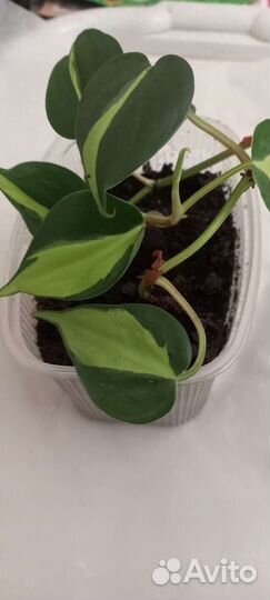 Комнатные растения