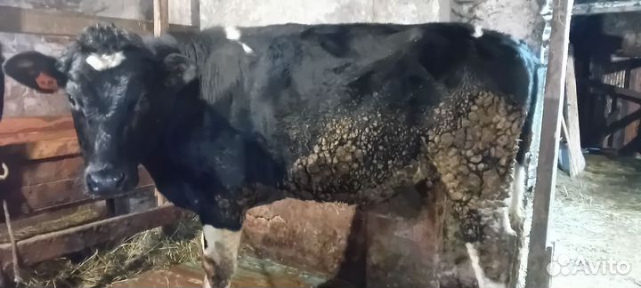 Быки на мясо