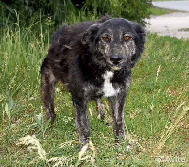 Собакча в добрые руки