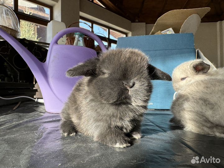 Карликовая декоративная девочка породы Минилоп