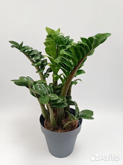 Замиокулькас Зензи