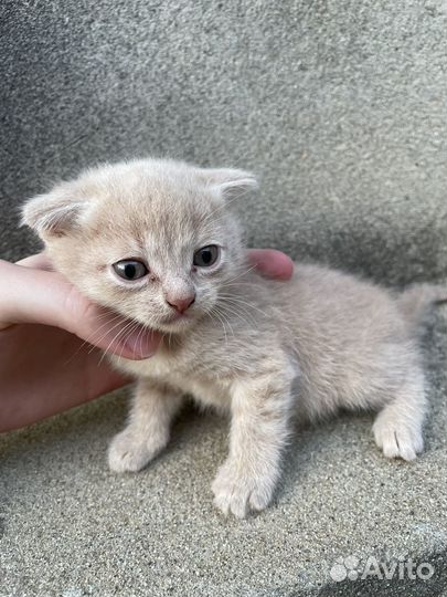 Вислоухие котята бесплатно