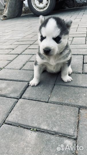 Щенки хаски