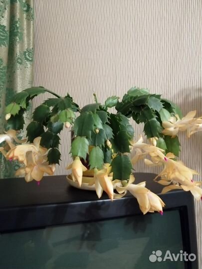 Отростки белого и желтого декабриста