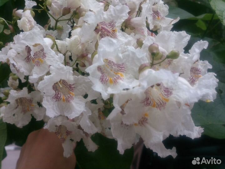 Очиток Катальпа и другие многолетники для сада