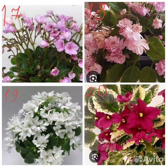 Фиалки трейлеры