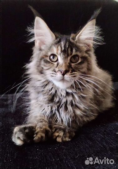 Мейн кун полидакт