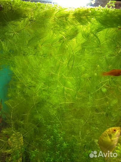 Роголистник и ряска большая банка