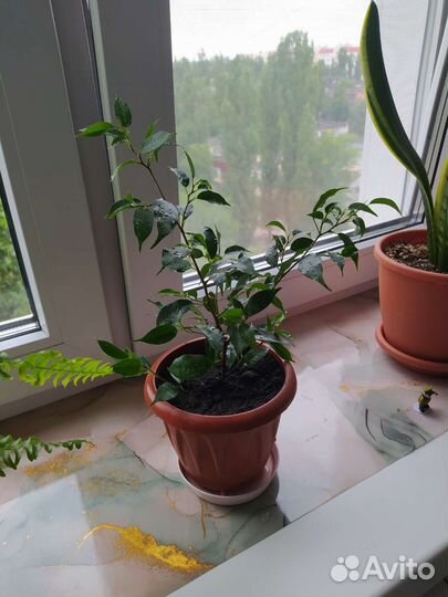 Фикус бенджамина