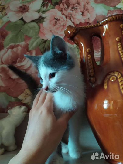 Кошка в дар бесплатно