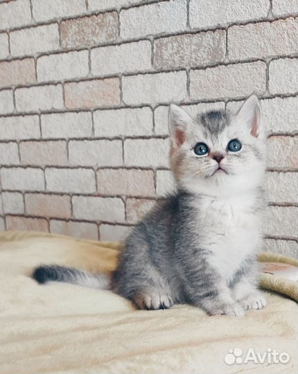 Шотландские котята
