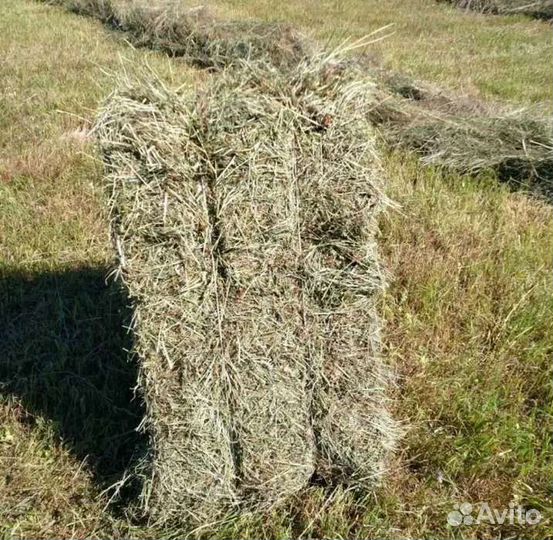 Сено в тюках, рулонах. Доставка