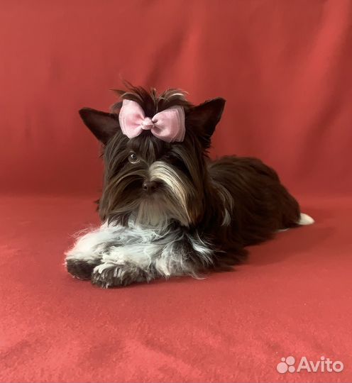 Йоркширский терьер