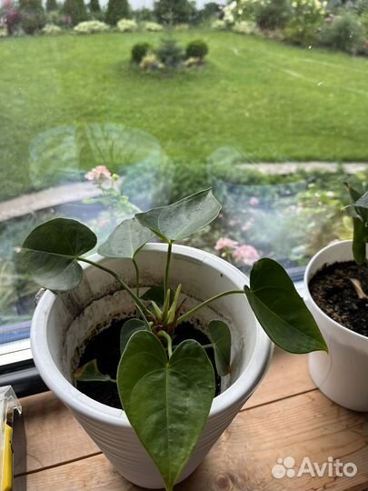 Продам Антуриум
