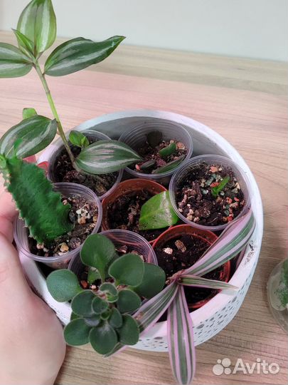 Набор комнатных растений 8 шт