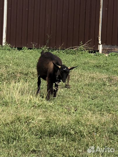 Кoзел и козы