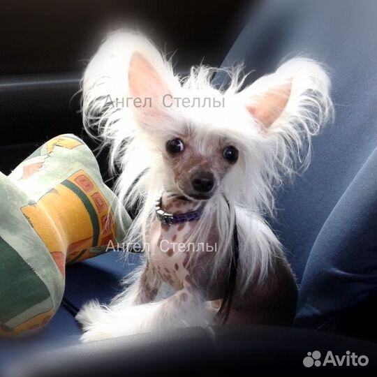 Самый крошечный папа на свете 2кг, 20см