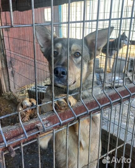 Собака в добрые руки