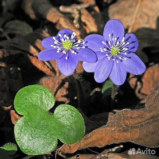 Печёночница белая и голубая на посадку